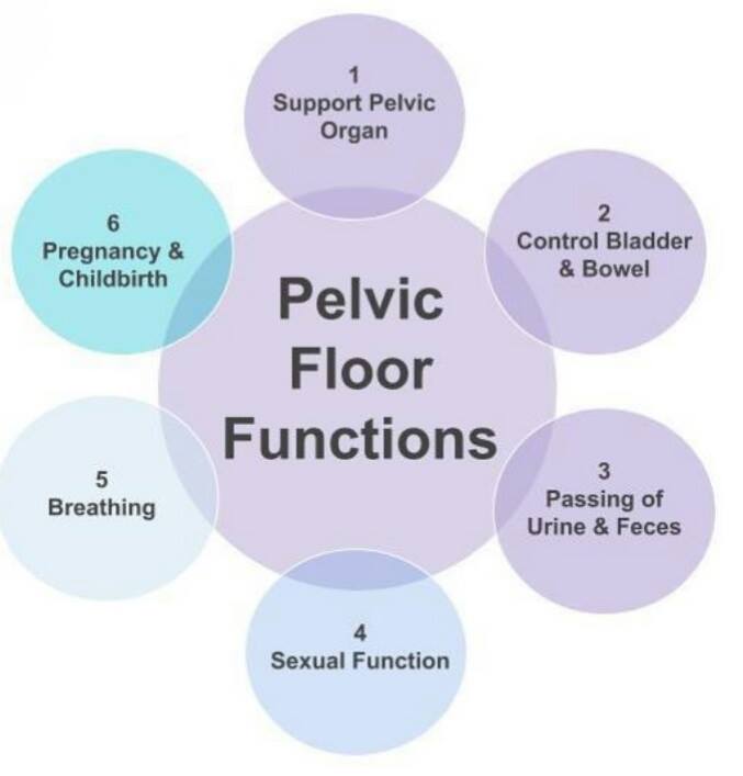 pelvicfloor2