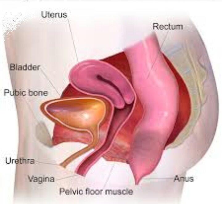 pelvicfloor3