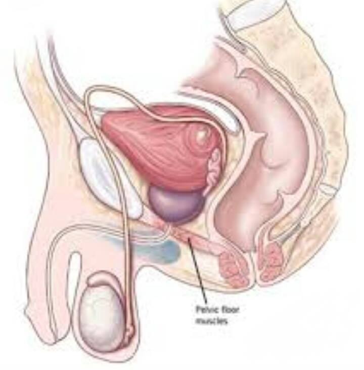 pelvicfloor7