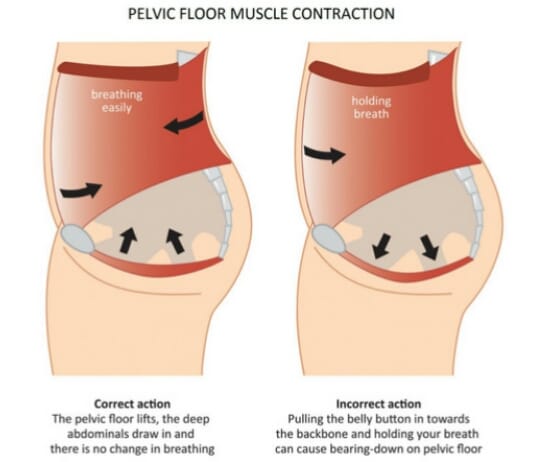 pelvicfloor8