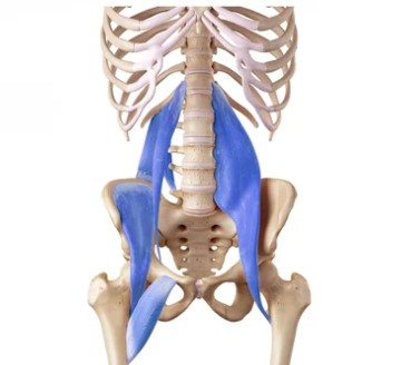 psoas