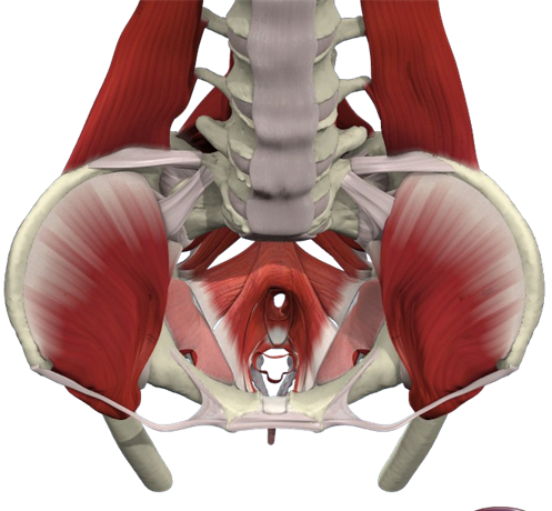 Pelvic Girdle Pain or Symphysis Pubis Dysfunction - Tunbridge